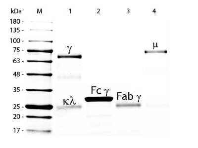 SDS-PAGE: Chicken IgG Isotype Control [FITC] [NBP1-96860]
